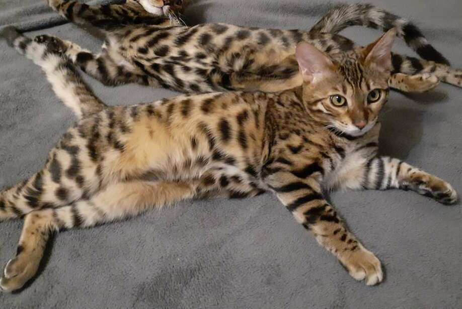 <span style="font-weight: bold;">Idel Patrick</span>