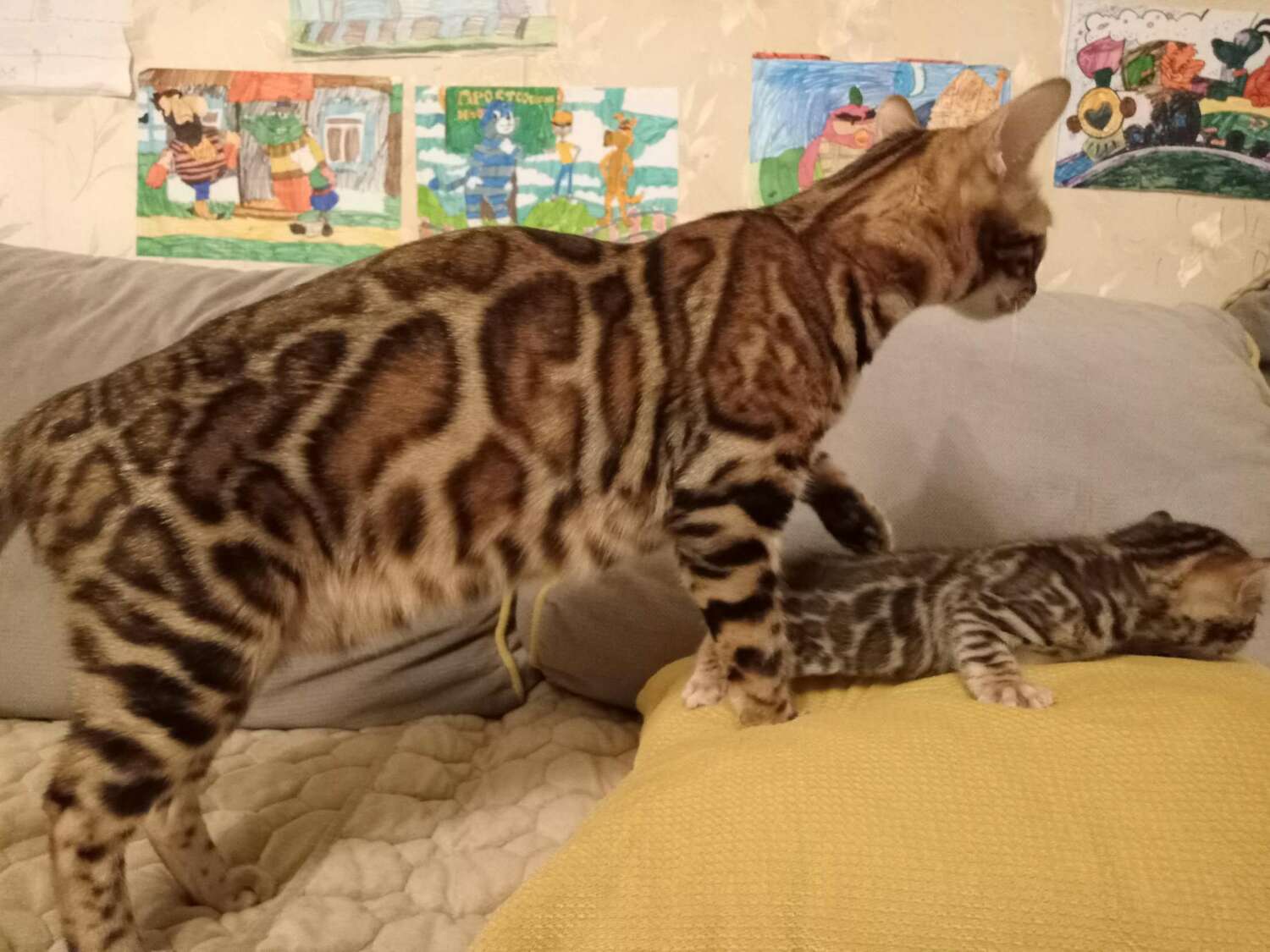 <span style="font-weight: bold;">Idel Djuliya</span>