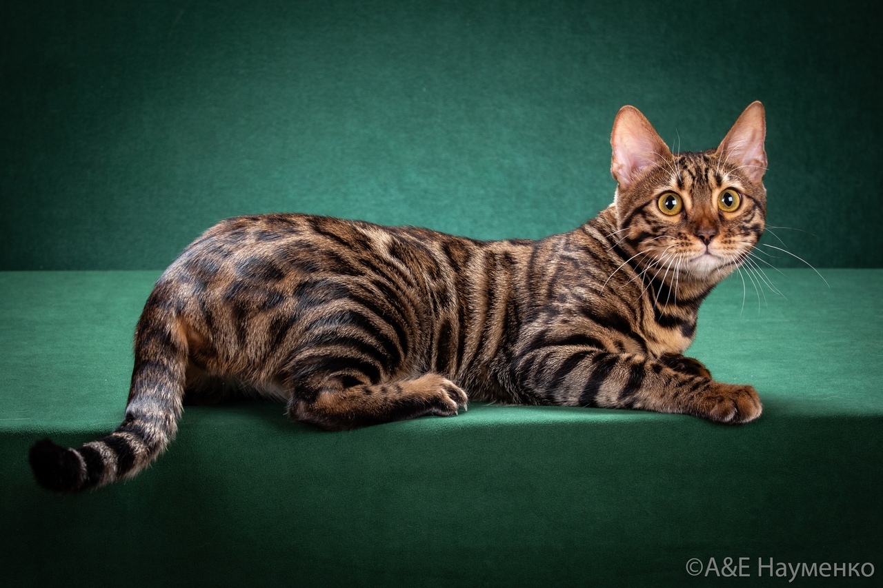 <span style="font-weight: bold;">Idel Omelia</span>