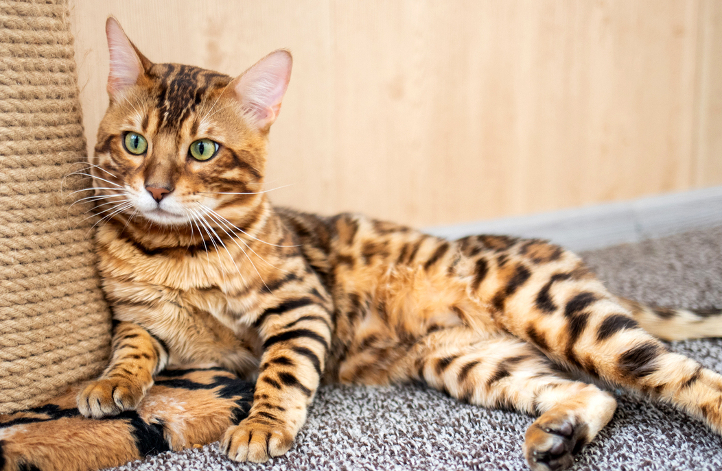 <span style="font-weight: bold;">Idel Charles</span>