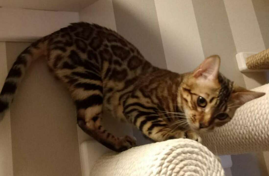 <span style="font-weight: bold;">Idel Jillete</span>