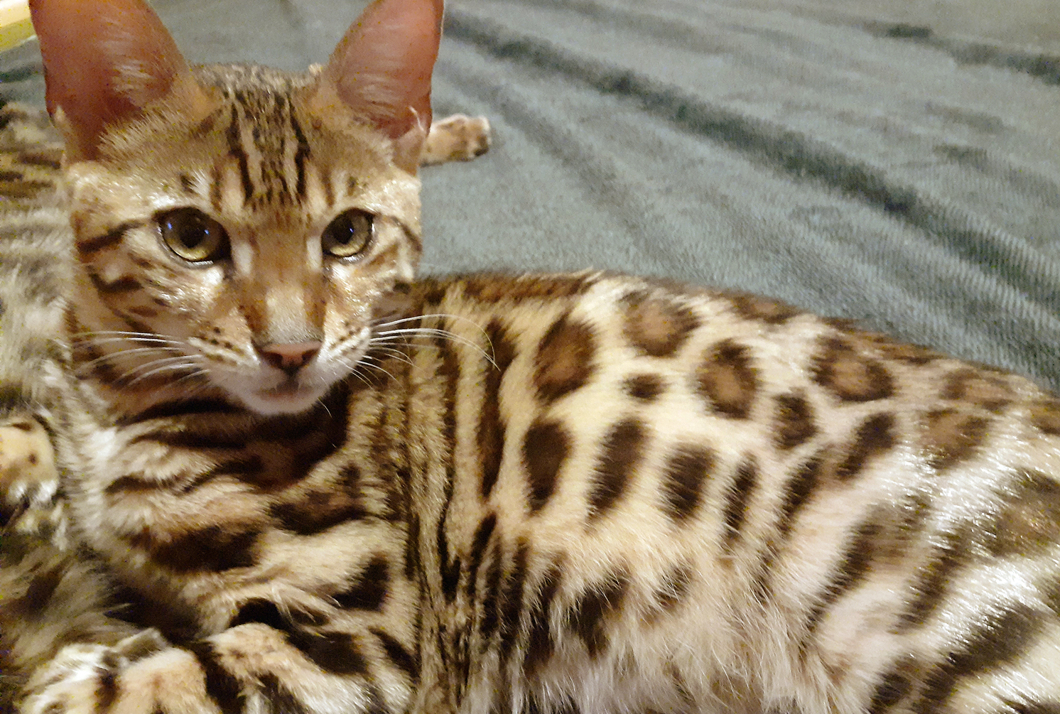 <span style="font-weight: bold;">Atlas Geri Bentley</span>